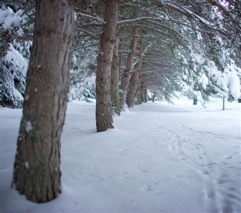 A Narnia Winter Wonderland in Montana - Davonna Juroe