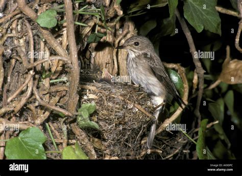 Spotted Flycatcher Muscicapa striata At nest Stock Photo - Alamy