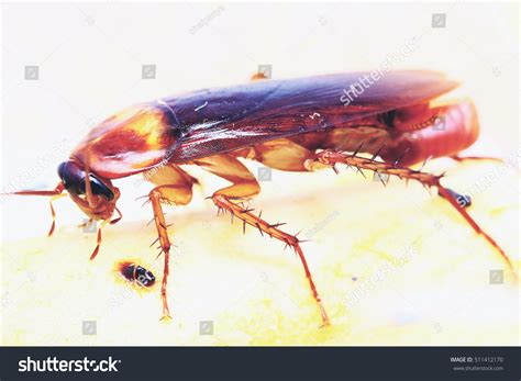 Brown Cockroach With Cockroach Eggs Stock Photo 511412170 : Shutterstock