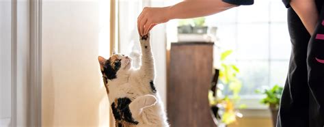 Teaching Your Cat Tricks | Hartz