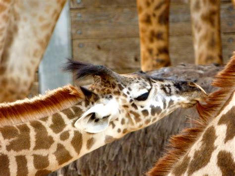 Fun With Mom | Baby Giraffe nibbling on Mom's mane. She was … | Flickr