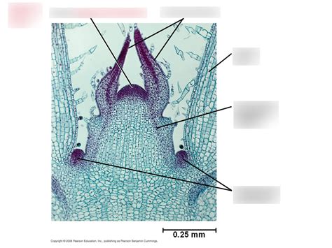 Shoot apical meristem Diagram | Quizlet