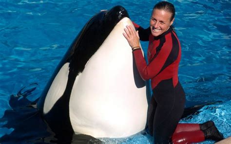 Muere Tilikum, la orca de SeaWorld que fue protagonista del documental Blackfish – El Venezolano ...