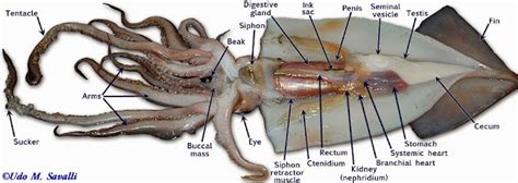 Gillian's Biology 11 Blog: Squid Dissection