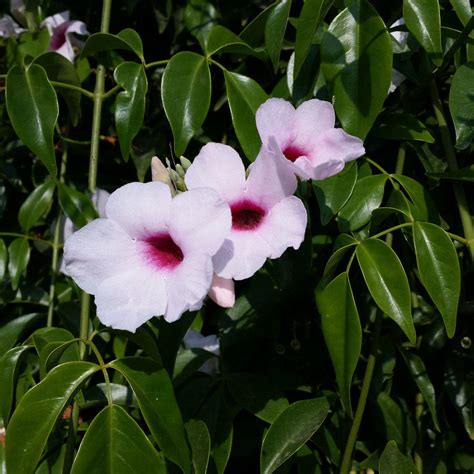 Pandorea jasminoides ‘Rosea’ - Everde Growers