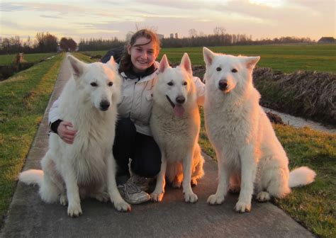 Breed Club for White Swiss Shepherds builds online database - ZooEasy