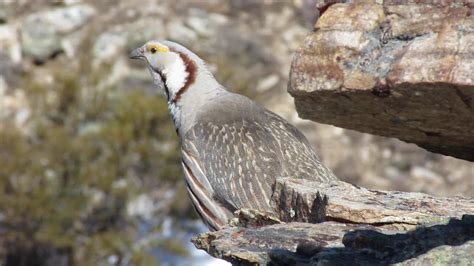 Himalayan Snowcock in the Ruby Mountains, Nevada. - YouTube