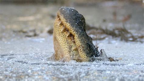 Alligators freeze snouts in ice to stay alive - CNN Video