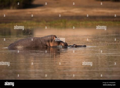 Hippo mating hi-res stock photography and images - Alamy