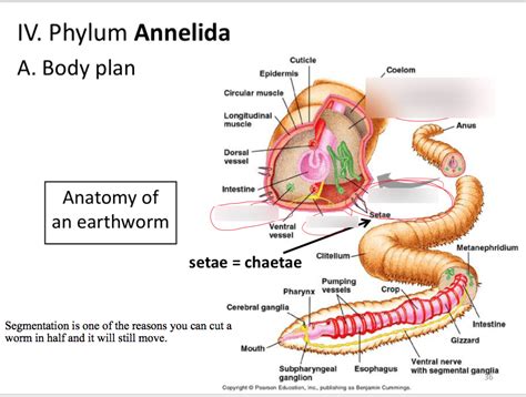 Lecture 6: Phylum Annelida Diagram | Quizlet