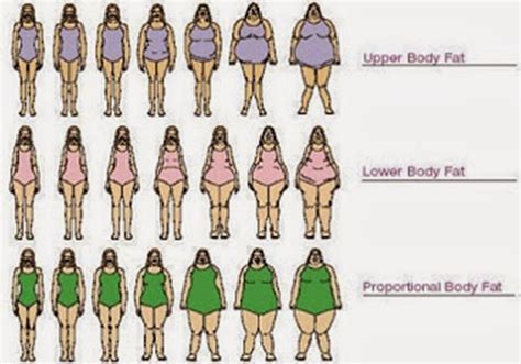 Female Body Type Chart | Body types chart, Body types women, Female bodies