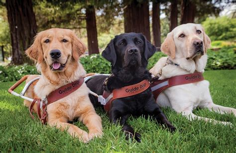 Guide Dogs for the Blind | The Source Weekly - Bend, Oregon