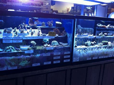 The Aquatic Critter - awesome aquarium shop in Nashville | Nashville ...