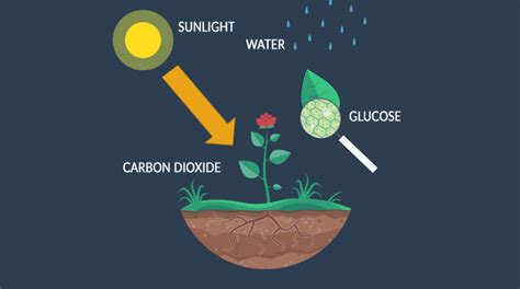 Photosynthesis Process: Carbon Dioxide to Glucose - Earth How