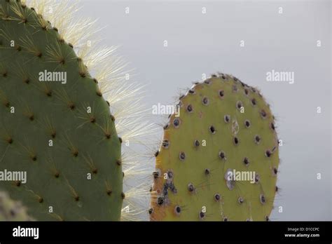 Cacti on the Galapagos Islands, Ecuador Stock Photo - Alamy