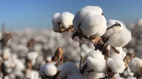 NEW: 273 000 new farmers join cotton farming | The Sunday Mail