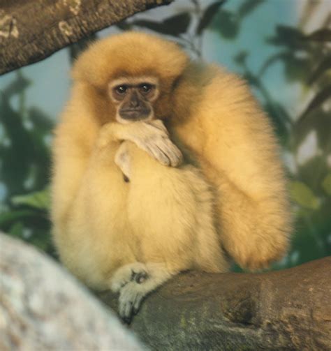 Lar Gibbon - Zoo Guide