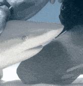 Carribean Reef Shark Shark Petting GIF - Carribean reef shark Shark Reef shark - Discover ...