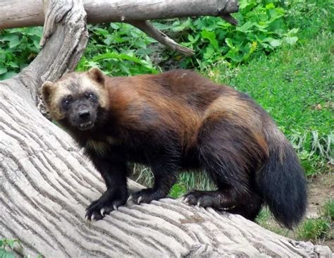 Wolverine Vs Honey Badger, Who Would Win? - Animals Comparison