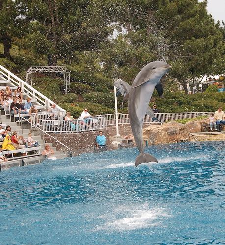 Seaworld - Dolphin Show - 7 | my wallpaper | Shree S | Flickr