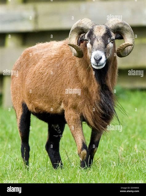 Barbados Blackbelly Sheep High Resolution Stock Photography and Images ...