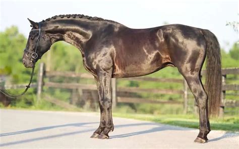 Hanoverian Horse Breed Info & Facts