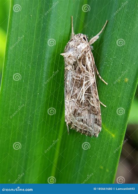 Cotton Leaf Worm Injure on Vegetable, Cabbage. Stock Photo - Image of ...