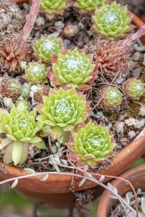 How to propagate succulents: simple steps to success | Homes & Gardens