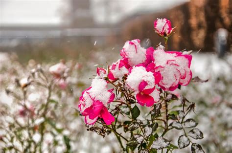 Cuidar tus rosas en invierno para que estén esplendorosas