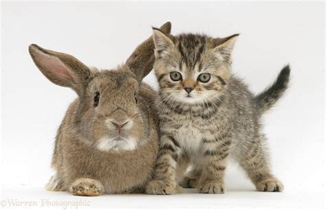 Pets: Kitten and rabbit photo - WP31098