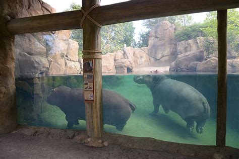 Planet zoo hippos, underwater viewing exhibits and how fish play a role. | Frontier Forums