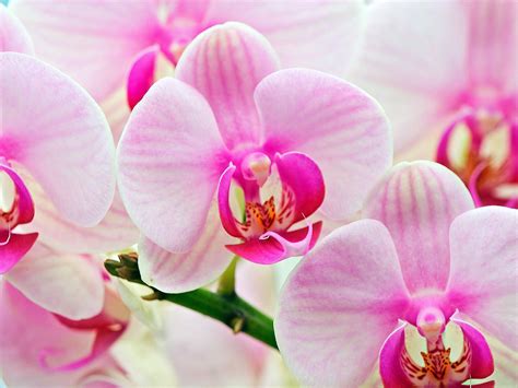 orchid - Flowers Photo (22283856) - Fanpop
