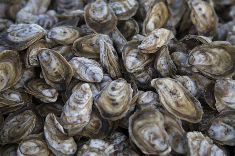 Consumer seafood guide advises people to avoid Chesapeake Bay oysters. But why? - WTOP News