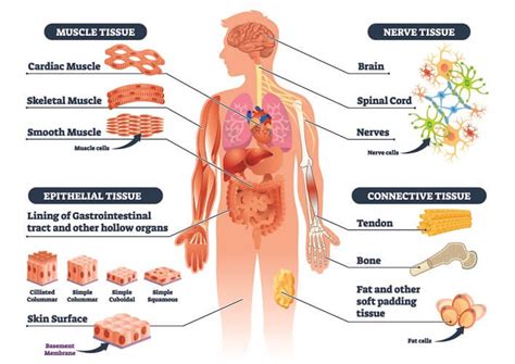 Connective Tissue Examples In The Human Body