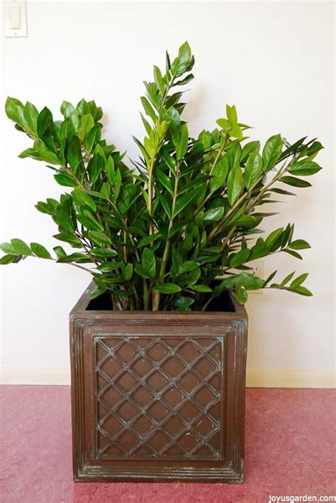 3 Reasons Why You Need A ZZ Plant in Your Life | Joy Us Garden