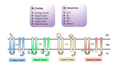 Discovery Program for Ion Channel Targets - Creative Biostructure