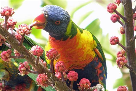 Rainbow Lorikeet Facts, Pet Care, Diet, Price, Pictures