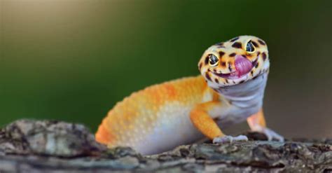 The 13 Cutest Lizards In The World - A-Z Animals