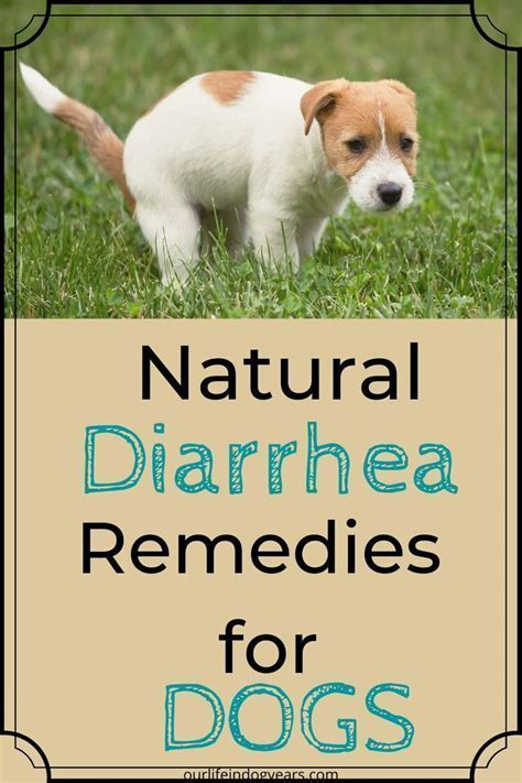 What Can You Give A Chihuahua For Diarrhea