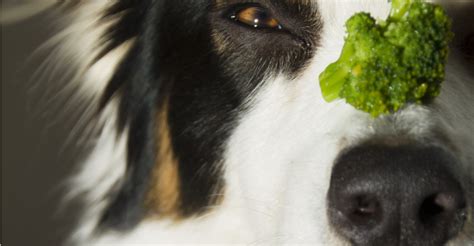 Can Dogs Eat Broccoli? | Petfinder