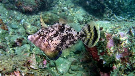 Filefish - Wikipedia | Saltwater aquarium, Aquarium fish, Salt and water