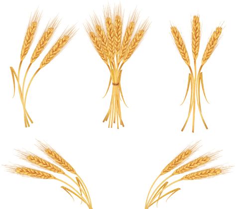 Wheat Vector Free - Cliparts.co