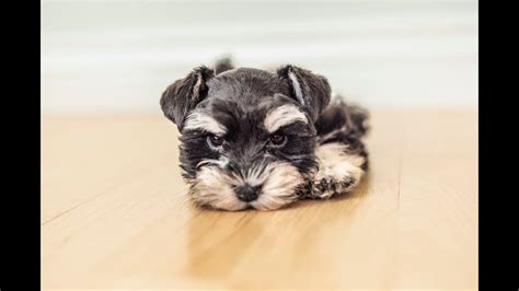 Toy Schnauzer Rescue | Wow Blog