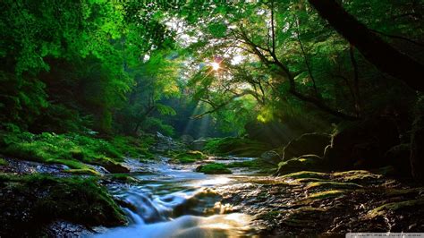 Most Beautiful Forest Wallpapers