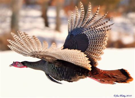 Mr.Turkey Flying! | www.jimridleyphotography.com/ | Jim Ridley | Flickr