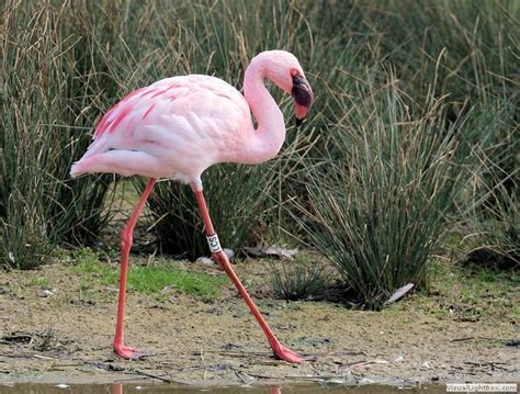 Pin on Flamingo, Spoonbill & Pelican