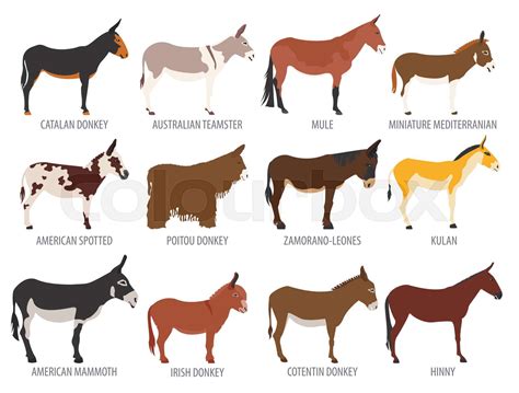 Donkey breeds icon set. Animal farming. Flat design | Stock vector | Colourbox