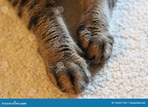 Shorthair Tabby Cat`s Front Paws Royalty-Free Stock Photography | CartoonDealer.com #156421745