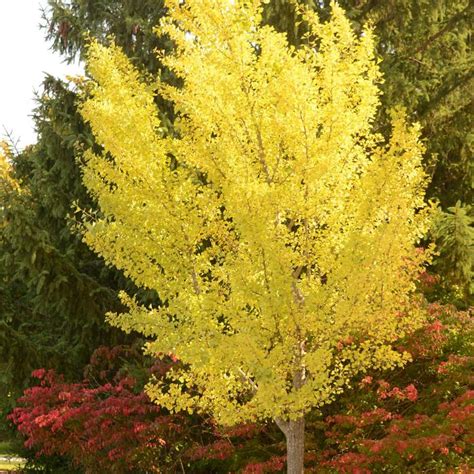 Autumn Gold Ginkgo | Faller Landscape