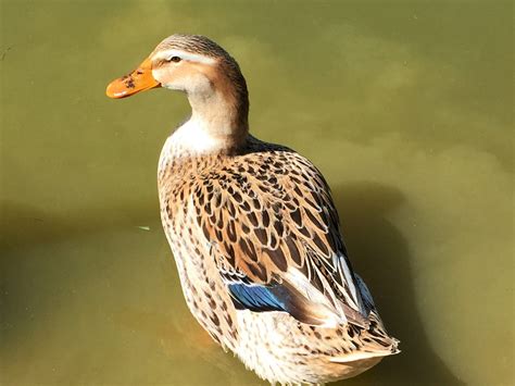 Silver Appleyard Ducks - Baby Ducklings | Cackle Hatchery®